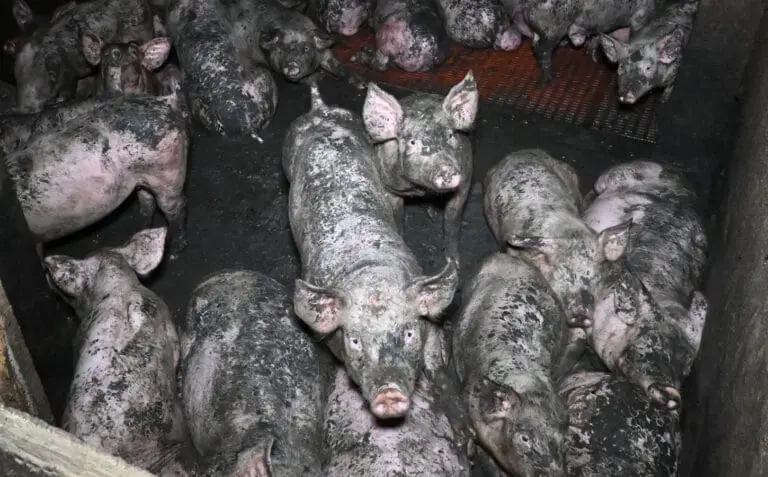 Nguruwe waliojaa watu katika kituo cha viwanda kilichofungwa, wakionyesha ukatili wa wanyama na hali duni ya maisha katika kilimo cha kiwandani.