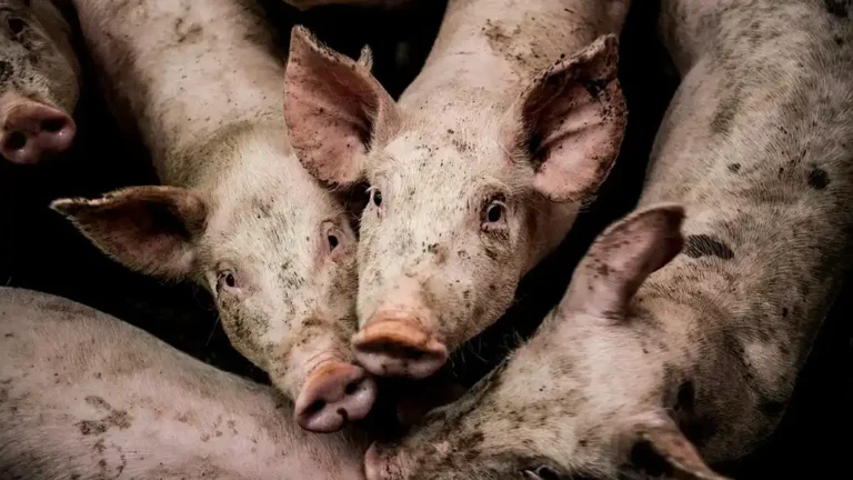 Animals living in confined conditions on an industrial farm